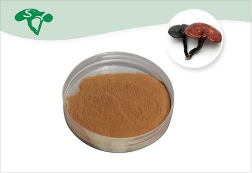 Reishi Extract Powder